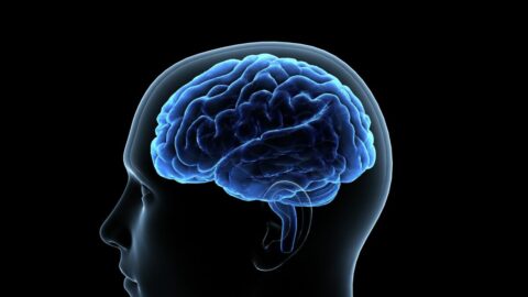 ｢1日4時間以上で脳が萎縮｣スマホ認知症の恐怖 | 子育て | 東洋経済オンライン