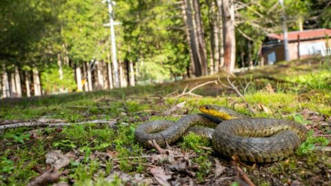 マムシより危険？｢意外な”最恐ヘビ”｣の正体【再配信】 | 動物・植物 | 東洋経済オンライン