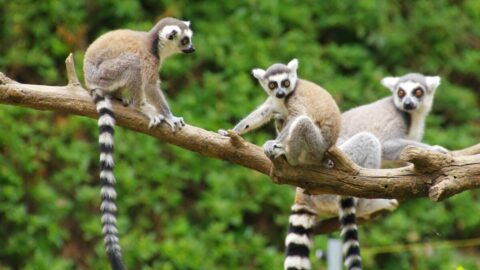 死んだサルの内臓に…｢バナナのような生物｣の謎【再配信】 | ペット | 東洋経済オンライン