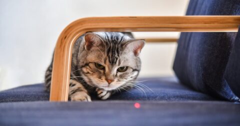 周りの評価がついつい気になってしまうあなたへ – 自分に自信が持てません