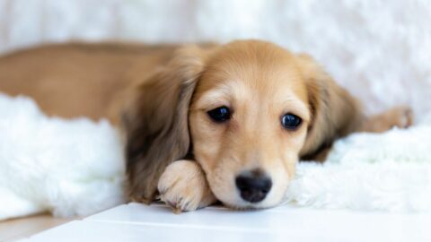 ｢入院で放置｣高齢者のペット飼育の”理想と現実” | ペット | 東洋経済オンライン