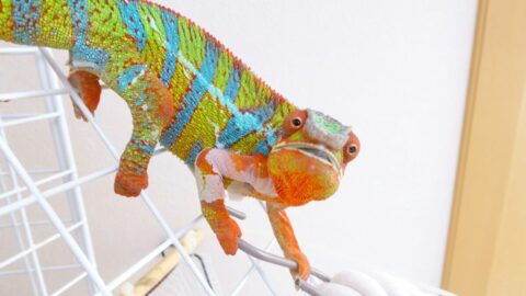 カメレオン､実は｢気分｣で色を変えている！？ | ワンでもニャンでもない家族 | 東洋経済オンライン