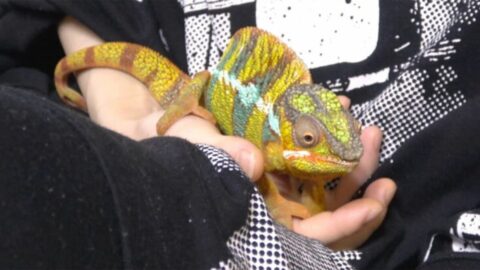 初期費用20万､病院少数｢カメレオン飼育｣の過酷 | ワンでもニャンでもない家族 | 東洋経済オンライン