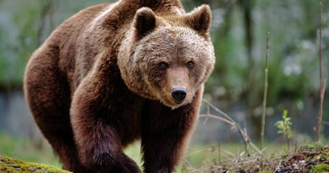 クマが逃げ出す「最強アイテム」とは？“猟師歴40年のベテラン”が毎回10個持ち歩く〈再配信〉 – ニュースな本