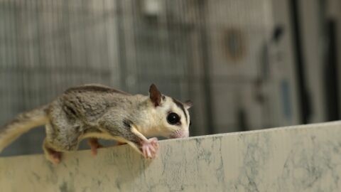 ｢押し入れに…｣フクロモモンガに事故死が多い訳 | ペット | 東洋経済オンライン