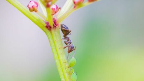 裏切り者が組織を破壊しても共生関係が続くワケ | リーダーシップ・教養・資格・スキル | 東洋経済オンライン