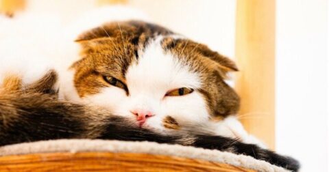 20年間「将来のために今を犠牲にする働き方」を続けた結果 – 弱さ考