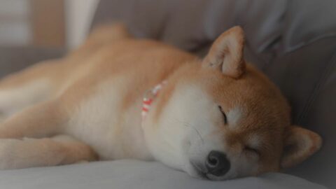 余命わずかな夫｢飼い犬の今後｣を考え選んだ結論 | ペット | 東洋経済オンライン