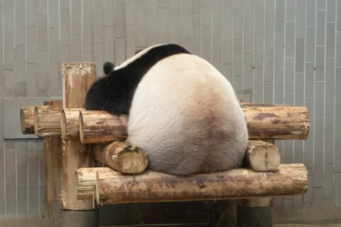 14年通うマニアが撮った”桃尻”《パンダ不在に》 | 隣の勤め人の「すごい趣味」 | 東洋経済オンライン