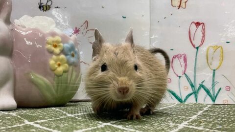 ハムスターと全然違う！知能高すぎデグーの正体 | ワンでもニャンでもない家族 | 東洋経済オンライン