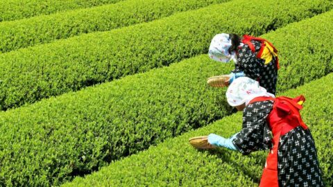 ｢伊藤園は4月｣業界ごとに決算日が違うワケ | 企業経営･会計･制度 | 東洋経済オンライン