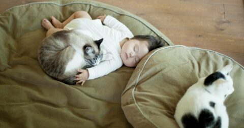 猫は「人間だけ」にミャオと鳴く。私たちが猫を無視できない〈本能的な理由〉 – ニュースな本