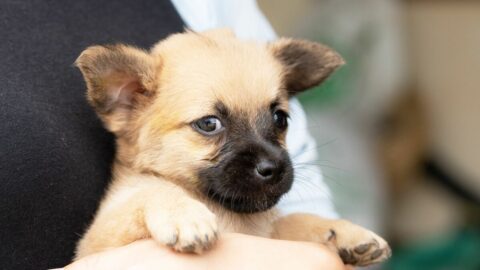譲り受けた翌日の悲劇…犬猫｢無償譲渡｣の”実態” | ペット | 東洋経済オンライン