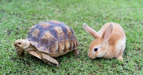 【衝撃！】部長の年収はタイに負け、昇進は中国より10年遅い、トホホなアジアの先進国とは？ – 即戦力！