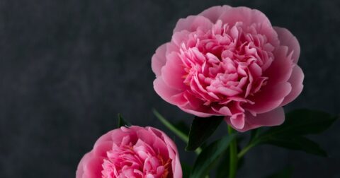 一流の人も必ず経験する「芽が出ない時期」をくぐり抜ける唯一の方法とは？ – 自分に自信が持てません
