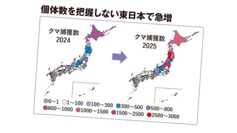 ｢ドングリ不作｣は大間違い…3万件のクマ出没が相次いだ本当の理由