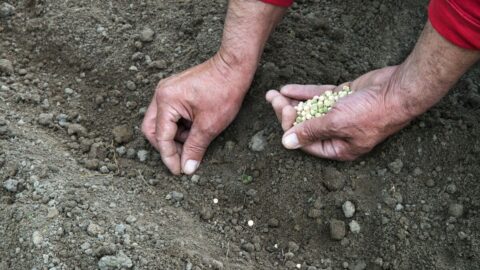宇宙で最も高いものは？｢種｣が資産になる日 | 企業経営･会計･制度 | 東洋経済オンライン