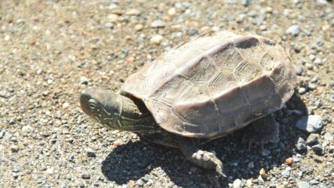 まるでゆでたよう…カメの死が教える善意の悲劇 | ペット | 東洋経済オンライン