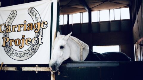 ｢かわいそう？｣馬を仕事にする現実と覚悟 | サオリス・ユーフラテスの数字の向こう側 | 東洋経済オンライン