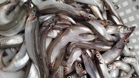 消えゆく｢日本のシシャモ｣豊漁な北欧との違い | 食品 | 東洋経済オンライン