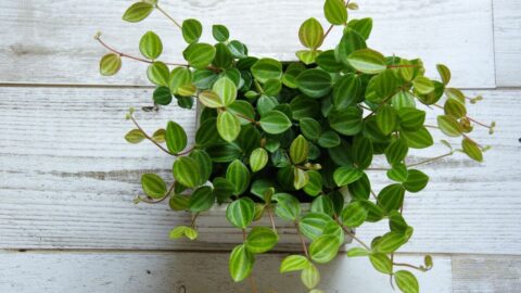 ｢家の中にビニールハウス｣を作った男の植物生活 | 動物・植物 | 東洋経済オンライン