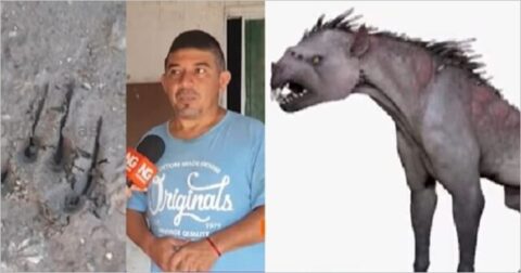 アルゼンチンの民家をチュパカブラが襲撃！ 愛猫が血を抜かれ… トラウマ級の恐怖を被害者が激白