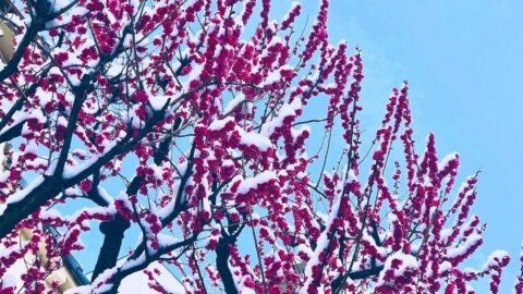 俵万智が嫌悪感あった｢ラップ｣に惹かれた理由 | 読書 | 東洋経済オンライン