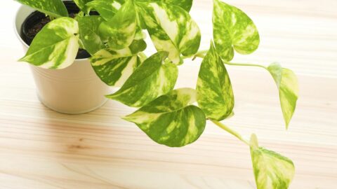 ｢親よりポトスか｣植物好き幼子に父が抱いた畏敬 | 動物・植物 | 東洋経済オンライン