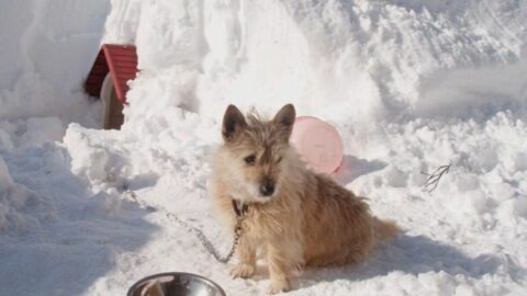 震災後に福島で飼い主と離れ離れ｢犬猫｣のその後 | 動物・植物 | 東洋経済オンライン