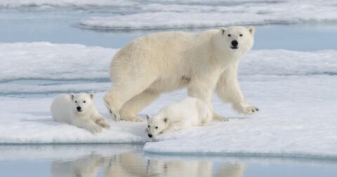 地球に氷期が来るのはいつ？「1500年以内」「3万年近く寒冷化しない」の2説を検証する – ニュースな本
