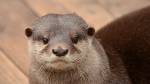 SNS人気の裏で｢コツメカワウソ｣知られざる最期 | ペット | 東洋経済オンライン