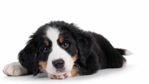 ｢心臓に無数の…｣愛犬を死に至らしめた”生き物” | ペット | 東洋経済オンライン