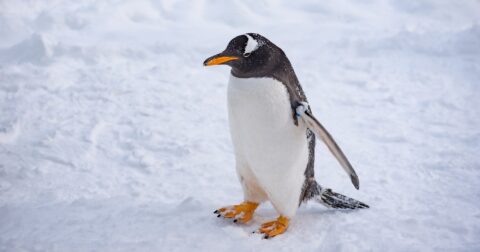 ペンギンの「死の行進」動画が20年ぶりにバズる不思議な理由 – 井の中の宴 武藤弘樹