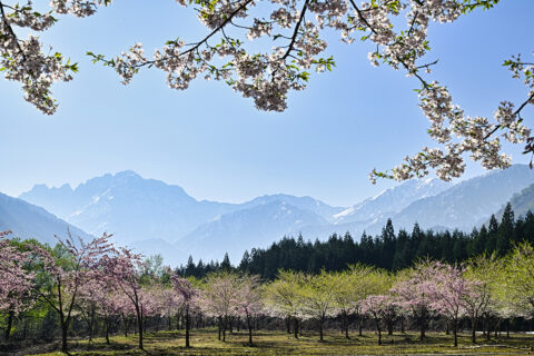 まだまだあります！ 家庭画報本誌でご紹介しきれなかった 北陸のお花見スポット＆貴重な菊桜４選