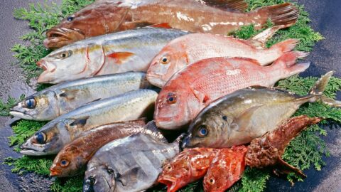 寿司ネタの危機｢天然魚の漁獲量減少｣を救う秘策――進む”未利用魚･低利用魚の活用”や”代替魚肉･培養魚肉”の現状 | ライフ | 東洋経済オンライン