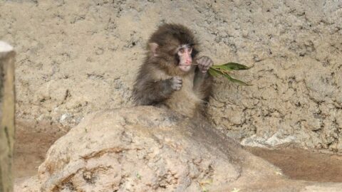 ｢パンチくんの市川市動植物園｣奥深きサル山事情 | 動物・植物 | 東洋経済オンライン