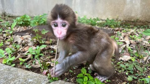 ｢パンチくん｣飼育員が語る”誤解されている”現実 | 動物・植物 | 東洋経済オンライン