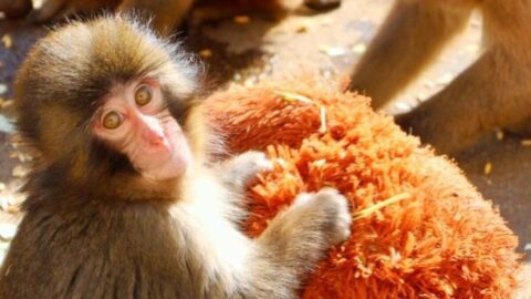 小ザル｢パンチくん｣熱狂生んだ”敏腕課長”の半生 | リーダーシップ・教養・資格・スキル | 東洋経済オンライン