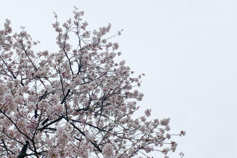 春を象徴する空「花曇り」。俳句でも多く詠まれた、曇天の情景