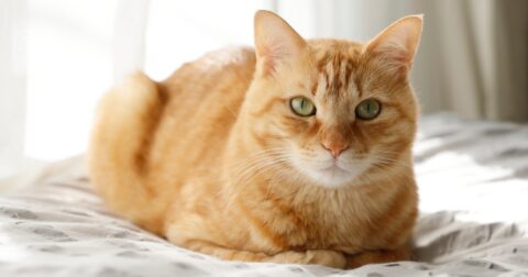 「猫の長寿化」で顕在化する慢性疾患、愛猫の“穏やかな余生”のために飼い主ができること – ウェルビーイングの新潮流