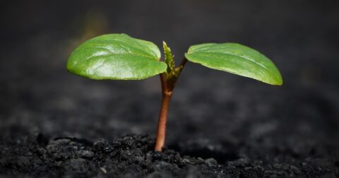 植物には“数える能力”があると判明！ 脳に依存しない「非神経知能」研究の最前線に衝撃