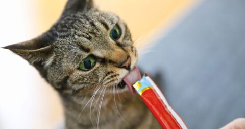 「ちゅ～るちゅ～るはもう歌えない！」愛猫家が吐露、いなば食品への落胆と憤りはかくも深い〈再配信〉 – 井の中の宴 武藤弘樹