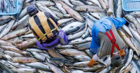 「クロマグロやウナギを乱獲から守れ！」に水産学者が異論を唱えるワケ – ニュースな本