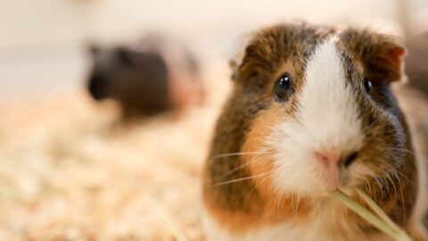 ｢単なるけがと思っていた｣モルモットの死　｢本当の死因を知りたい｣と願った飼い主に告げられた”意外な真実” | ライフ | 東洋経済オンライン
