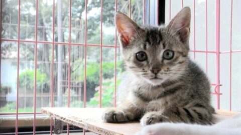 “子犬安く譲ります”は違法　｢知らなかった｣ではすまないペット譲渡の法的落とし穴〈逮捕例や100万円以下の罰金も〉 | ライフ | 東洋経済オンライン