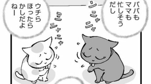 なぜ殴り合い…？どうにも仲が悪い｢2匹の猫｣に困った飼い主が”その道のプロ”を呼ぶと……背景にあった意外な事情 | ライフ | 東洋経済オンライン