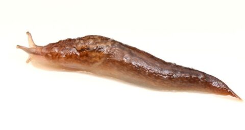 ニワトリ、ナメクジ、ゴキブリも…回し車があると走りだす「意外な生き物たち」 – ニュースな本