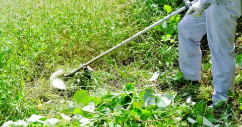 雑草は刈られるほど強くなる!?目には見えない「すごい成長戦略」の正体 – ニュースな本