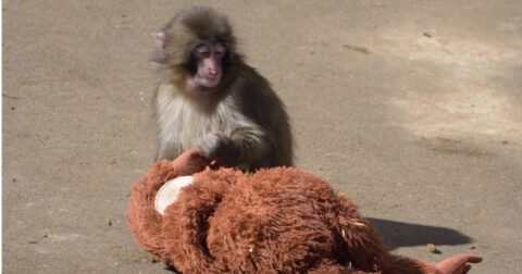 【がんばれパンチ】子猿の「パンチくん」にハマる人が続出した、納得の理由とは？ – 人生は「気分」が10割──最高の一日が一生続く106の習慣