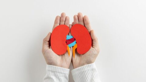 60代で機能が半分まで落ちる”腎臓”→じつは寿命を決める超重要な臓器だった　｢100歳まで生きるための簡単ケア｣〈再配信〉 | ライフ | 東洋経済オンライン